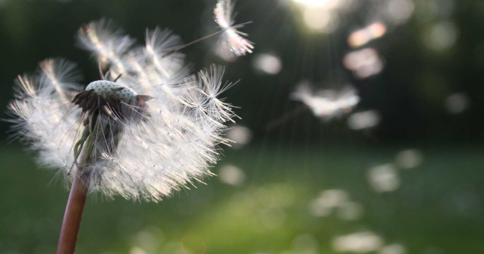 Dandelion seeds blowing away in the wind