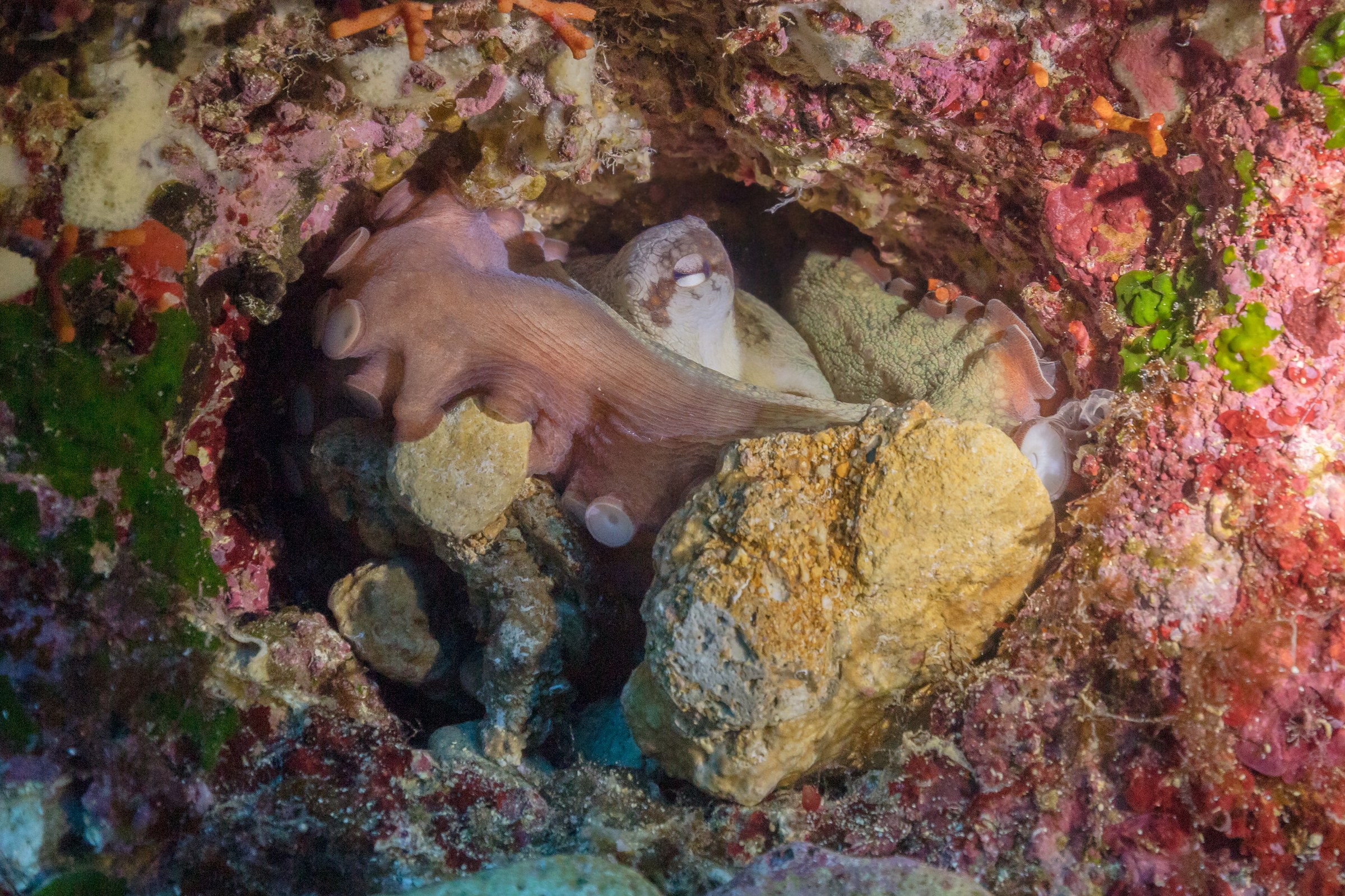 A common octopus in Cathedral Cave, Gozo, Malta